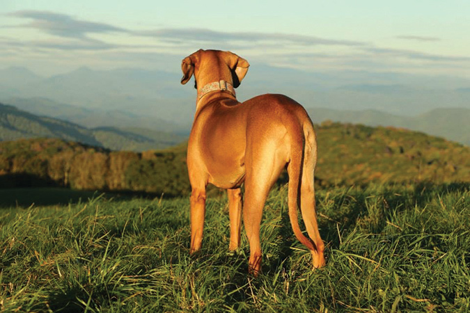 Grace Croonenberghs’ Chanterelle travels with her owners to the Max Patch area of North Carolina most every spring and fall.