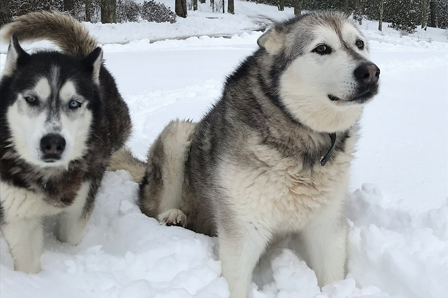 Tucker is a Husky and Nali an Alaskan Malamute. Both dogs love the snow and are in their element on snowy, cold days. The Blue Ridge Mountains are the perfect home for them!