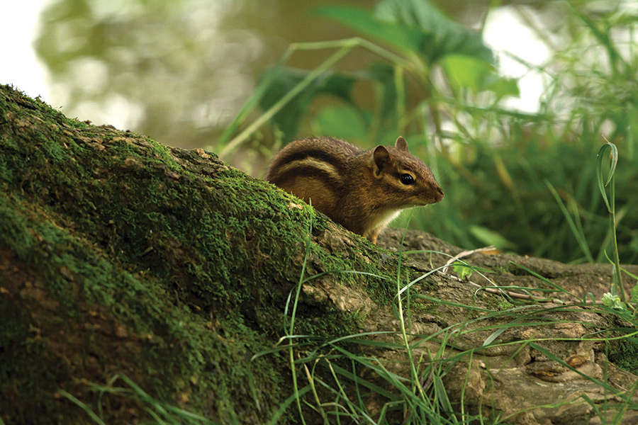 A chipmunk peers out along the forest floor in search of food.