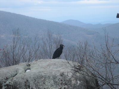 Terrapin Mountain Trail