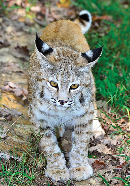 Bobcats are shy, elusive and well camouflaged, so they are not often seen by visitors to the Blue Ridge Parkway, where this shot was taken.