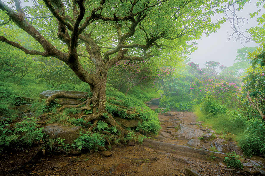 Craggy Gardens at Milepost 364.4 of the Blue Ridge Parkway. From the photographer: “When I saw the  forecast called for a rainy day on the parkway, my wife and I got up early to head to Craggy Gardens to take the short hike in the rain up to this beautiful birch tree to find the Catawba  rhododendron in full bloom. The mist and fog were the icing on the cake!”