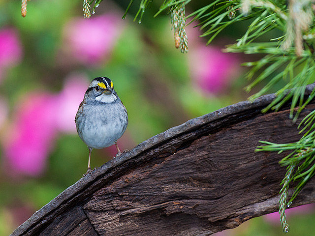 A white-throated sparrow perched in front of a pink azalea.