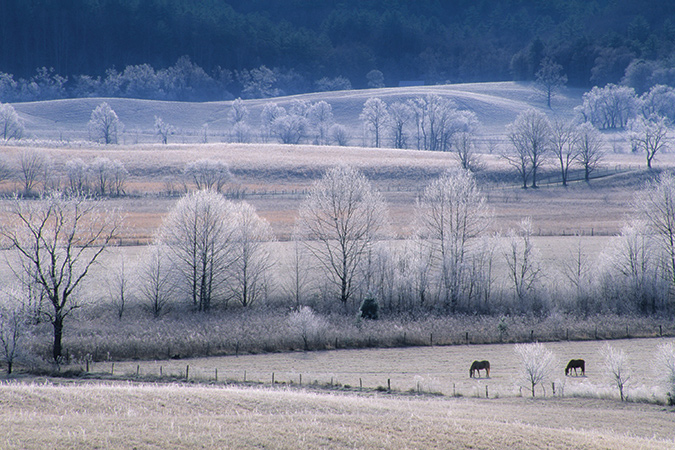 A couple of horses “chill out” by grazing in a frost-covered field on a cold winter morning in Great Smoky Mountain’s Cades Cove, Great Smoky Mountains National Park, Tennessee. From the photographer: “Cades Cove never disappoints.”