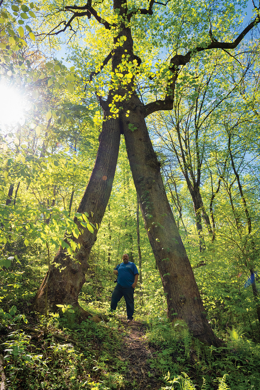 Tim Green stands beneath the Twin Poplars of Caldwell County, North Carolina, which legend has were joined together in 1737.