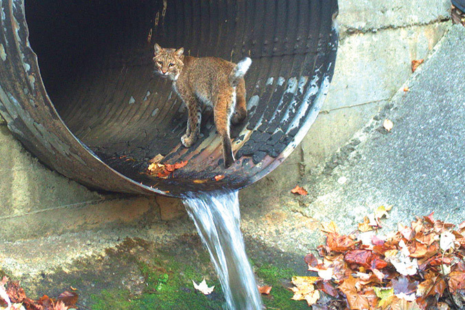 This bobcat, in a culvert under I-40, is emblematic of the ability of smaller mammals to find their way under roadways.