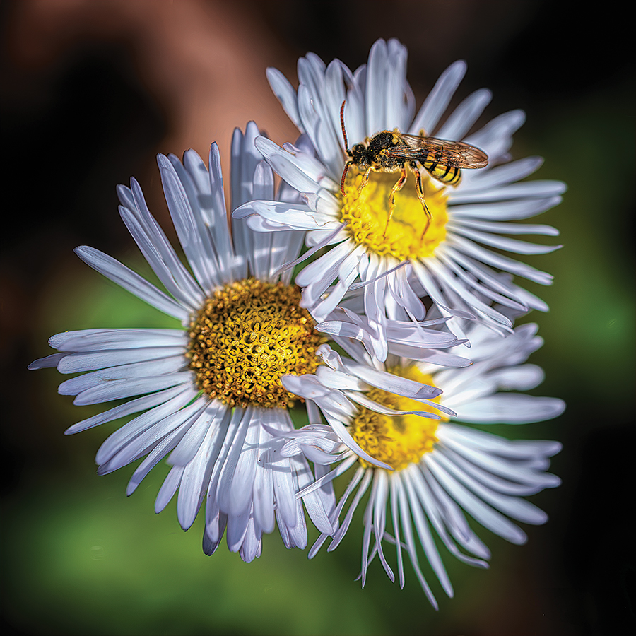Hint: This perennial herb spreads by underground rhizomes and can produce one to nine flower heads per stem.