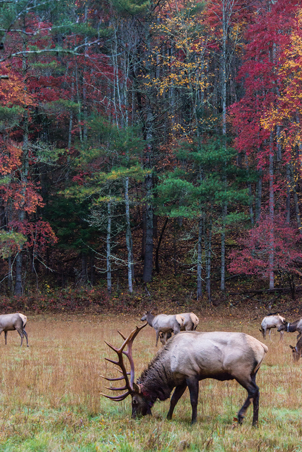Elk are thriving in Cataloochee Valley.