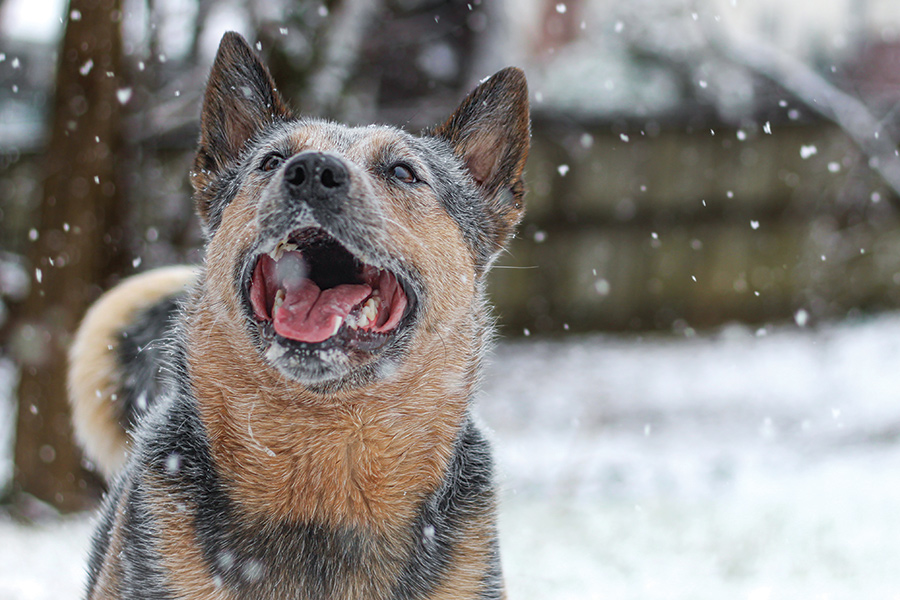 Aspen, a spunky Australian cattle dog, calls Roanoke, Virginia, home. She loves to hit the trails in all seasons, but snow days are her favorite. If she’s not walking in the woods, you can find her swimming in the lakes and rivers of Virginia or taking over her parent’s king size bed.