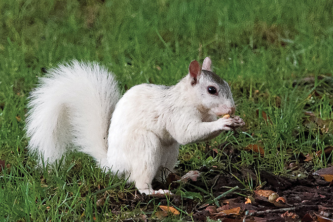Brevard, North Carolina is famous for its white squirrels.