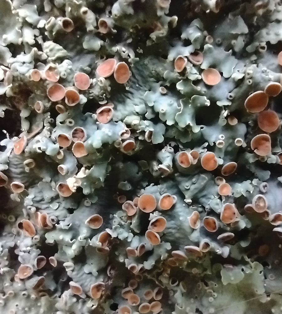 Susan Sachs’ fascination with lichens has resulted in one being named after her.