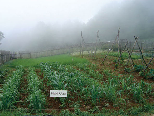 The garden at Brinegar Cabin