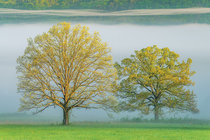 For Bill Lea, “nothing says spring more than when trees begin opening-up their new leaves—the ‘spring greens.’” At this time of year trees collectively showcase every shade of green imaginable. These two nicely shaped and colored trees were photographed in Cades Cove of Great Smoky Mountains National Park in Tennessee.