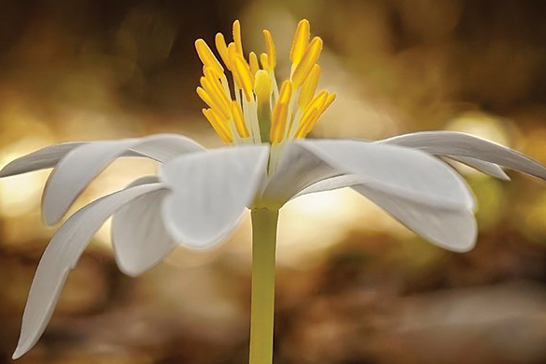 Spring wildflowers bloom early in the New River Gorge of West Virginia. From the photographer: “Bloodroot is one of the first to blossom, fittingly coming in around the first day of spring. The reddish sap that exudes from all parts of the plant — especially the root — when cut is what gives bloodroot its common name.”
