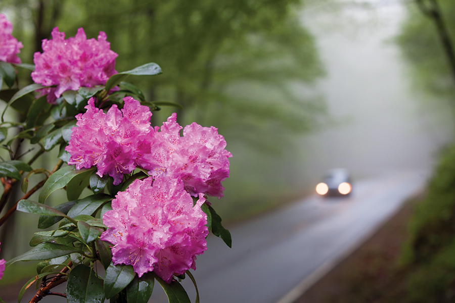 The signature blossom can dominate mountain areas when May and June arrive.