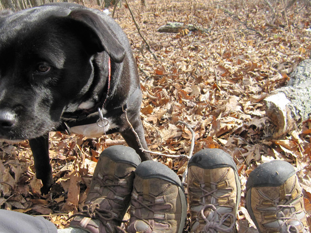 Have we mentioned we have matching hiking shoes, with a not-matching-anything dog?