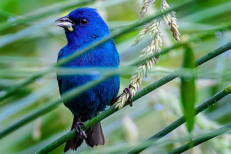 Indigo Bunting, male