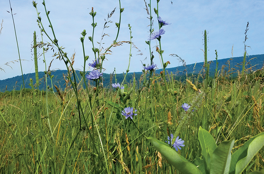 Chicory is one of the defining plants of the meadows on the 
Hidden Valley Trail.