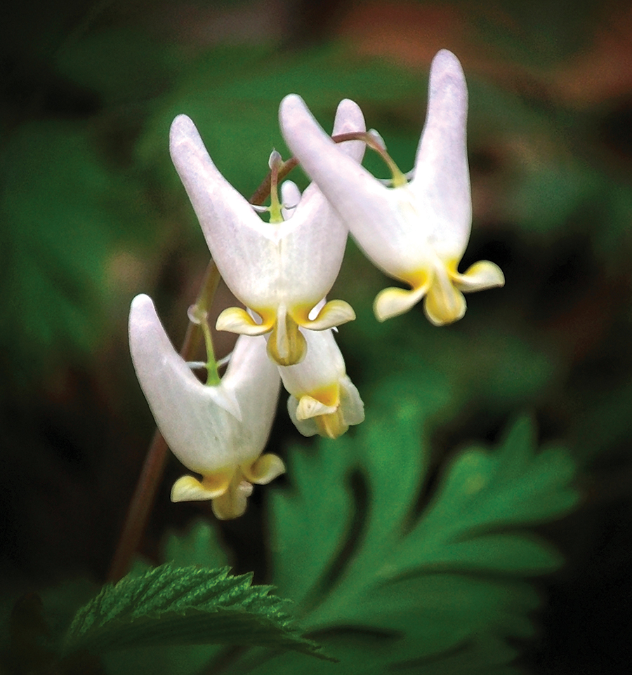 Dutchman’s Breeches blossom abundantly in the Gorge of West Virginia’s New River. From the photographer: “Resembling pantaloons hung on a wash line, these ‘hung out to dry’ in varying arrangements on the ‘wash line,’ I always look forward in the spring to finding and photographing these charming little wild flowers.”
