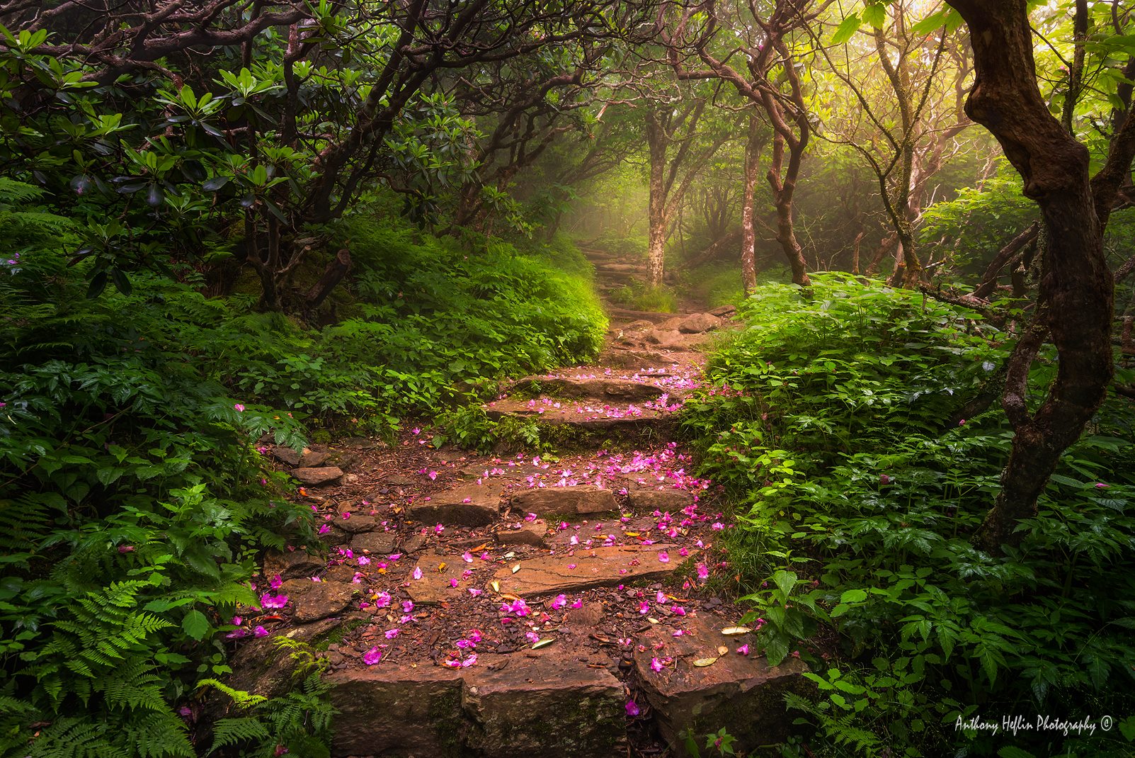 Fallen, Blue Ridge Mountains

Fallen but not forgotten! Spent rhododendron petals lead the way up this path in the Blue Ridge Mountains of North Carolina. What an absolutely serene evening this was. I weathered a pretty gnarly storm that ran everyone else off so I had this evening all to myself. The crisp cool air was still and the woods were quiet as the evening sun filtered in through the canopy. A gift from above! I hope you enjoy it. Likes, shares, and comments are much appreciated.

Seek his will in all you do, and he will show you which path to take. Proverb 3:6

Love it? Why not pick up a print at:
https://fineartamerica.com/featured/fallen-anthony-heflin.html

Better quality viewing and licensing over on 500px:
https://500px.com/photo/217615179/fallen-by-anthony-heflin?ctx_page=1&from=user&user_id=10045117

Nikon D610, Nikkor 16-35, blah blah blah, blah blah blah... ;-)

Have a great day!