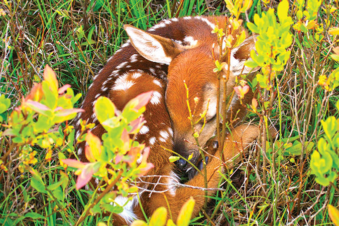 A white-tailed deer fawn hides in the grass of Big Meadows in Shenandoah National Park, Virginia as it waits for its mother to return to feed it.