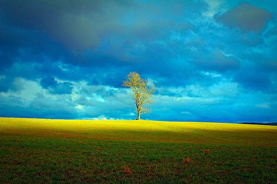 "Calm after the Storm"
Taken right before sunset after the rain in Pendleton County, West Virginia
Photo by M&C Photo's