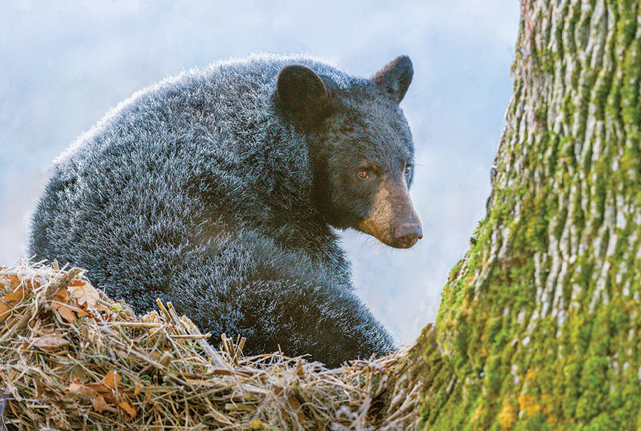 Black bear in Great Smoky Mountains National Park. From the photographer: “It was a cold December morning when a friend and I discovered this black bear resting near a high bank above a small stream. The bear had spent the night at the edge of a field guarding the remains of a deceased whitetail deer. A clear, star-filled night allowed the cold to settle in, leaving the bear covered with frost. The formation of the frost on the bear’s coat shows how well the hollow hairs of a bear’s outer fur prevent the loss of body heat.”