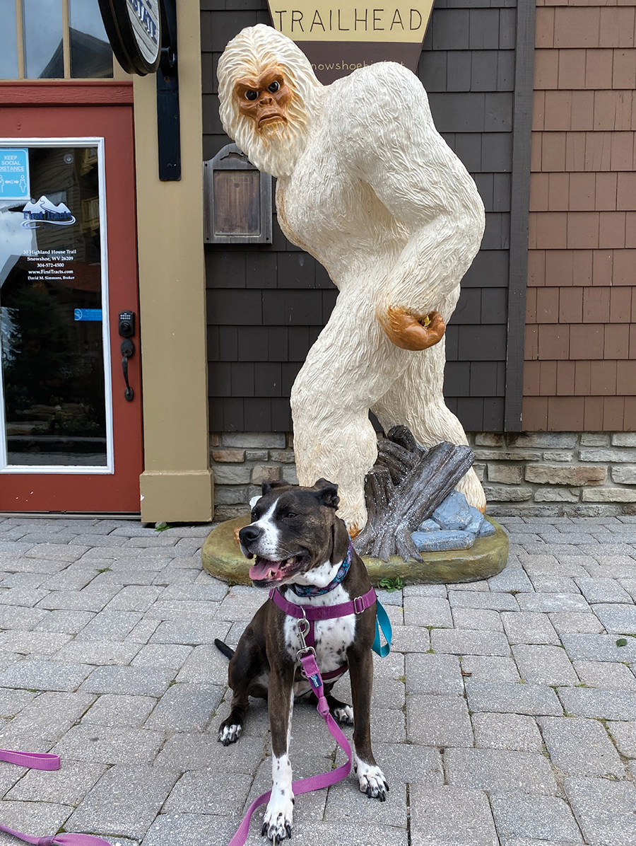 Every morning, Michael Phillips takes his pup, Ava, for a walk.