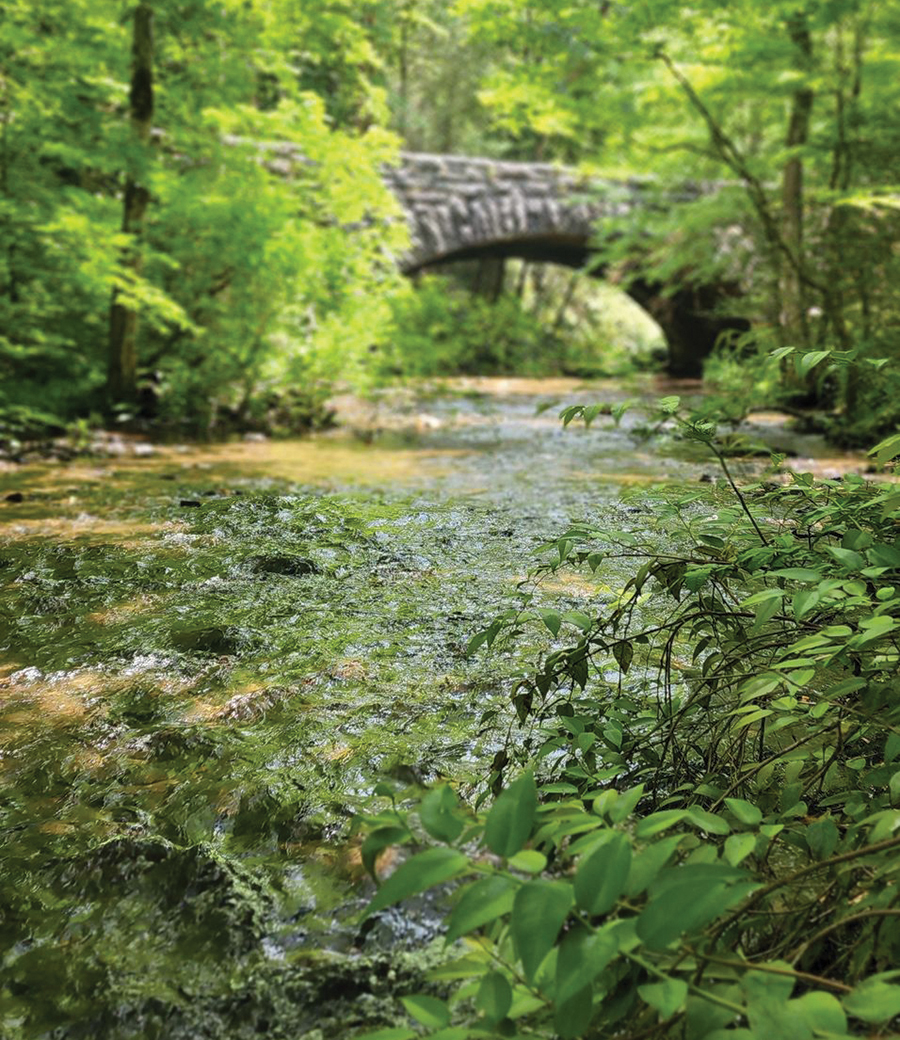Tennessee: Whiteoak Sink