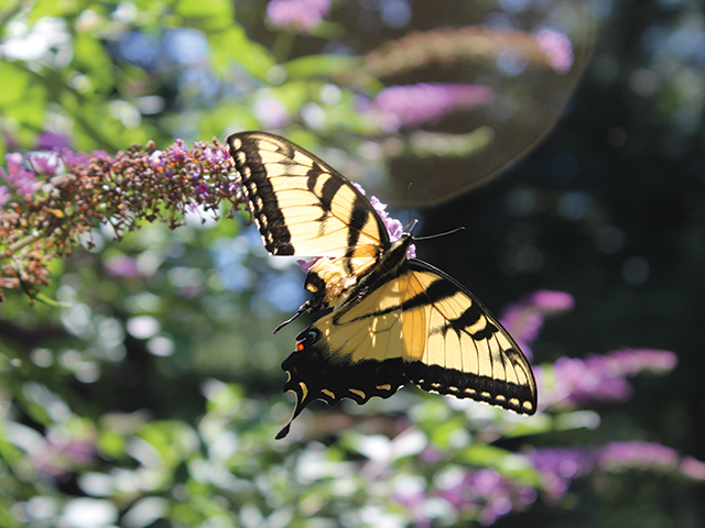 A damaged tiger swallowtail imparts lessons of hope and tolerance, respectively.