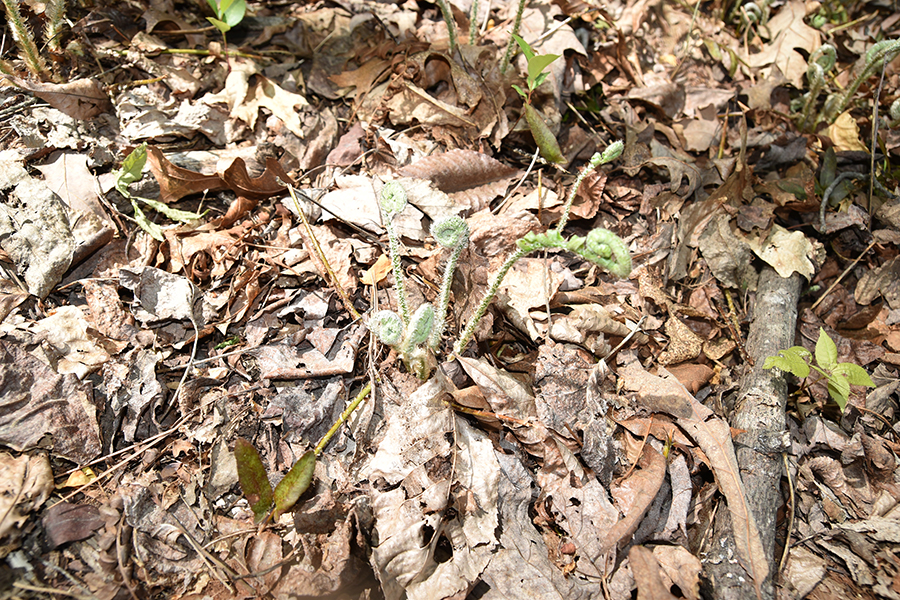 Christmas fern fiddleheads are not edible and can be toxic.