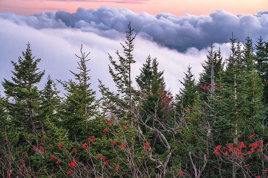 This is at Clingman’s Dome, Great Smoky Mountains National Park, Tennessee, with the high-elevation mountain ash berries in full color. From the photographer: “The sun was setting at Clingman’s Dome and the clouds were blocking the view of the distant mountain ridges so I concentrated on these evergreens and mountain ash and used the sky as a colorful backdrop.  The elevation at Clingman’s Dome brings a different look in fall as it is mainly evergreen.  It’s always enjoyable to visit year after year in fall before the road closes for the winter.”