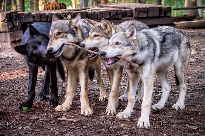 16 weeks old: Everyone grab the stick!