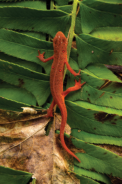 A juvenile Eastern newt climbs up a fern leaf along the Laurel Falls Trail at Laurel Run Park in Church Hill, Tennessee.