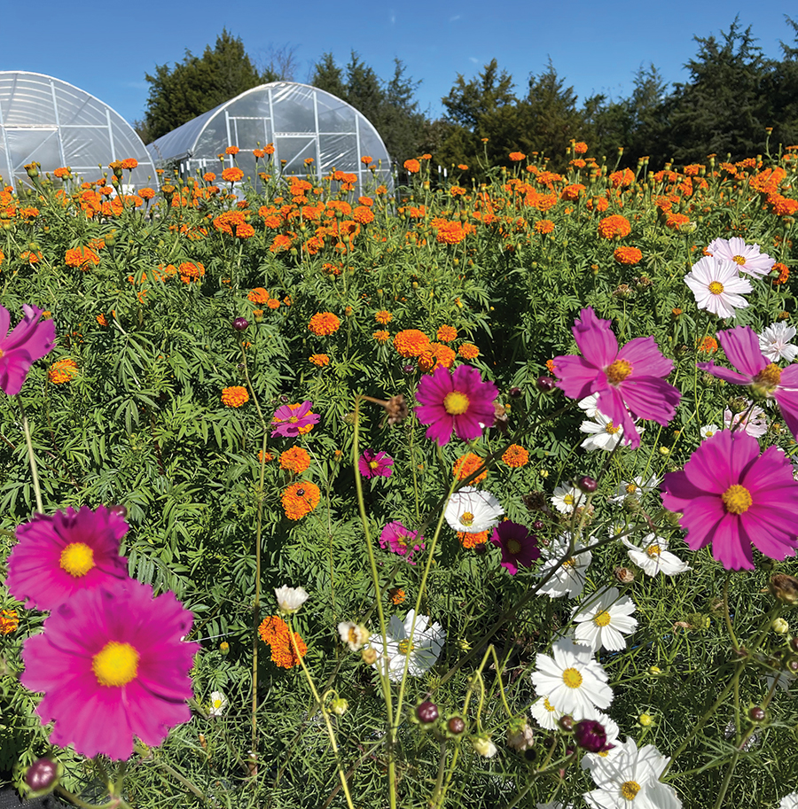 The variety of flowers grown at Servier Blumen at this time of year includes irises, bachelor buttons and daffodils, giving way to achillea, lavender and purple coneflowers.