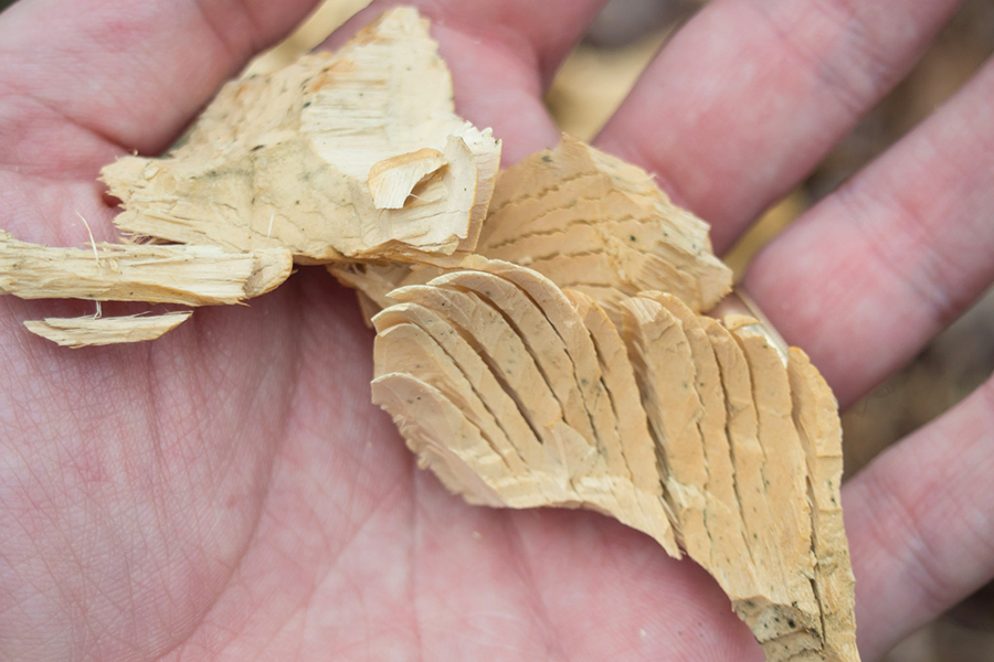Chips are created by a beaver chewing into a tree trunk.