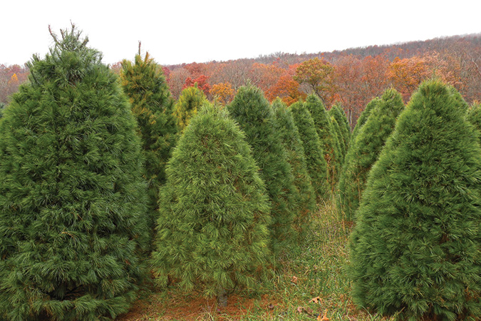 Alleghany County, North Carolina is a champion producer of White House Christmas trees.