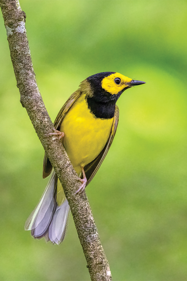 A male hooded warbler pauses perfectly to show off his beautiful colors in Johnson County, Tennessee.