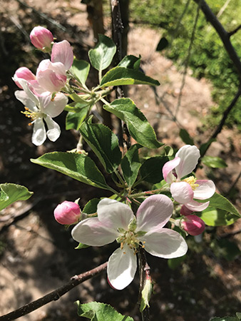 Spring comes to Bare Naked Orchard in Henderson County, North Carolina in the form of pretty apple blossoms.