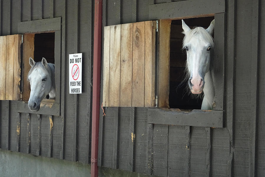 Horseback rides are available in the park.