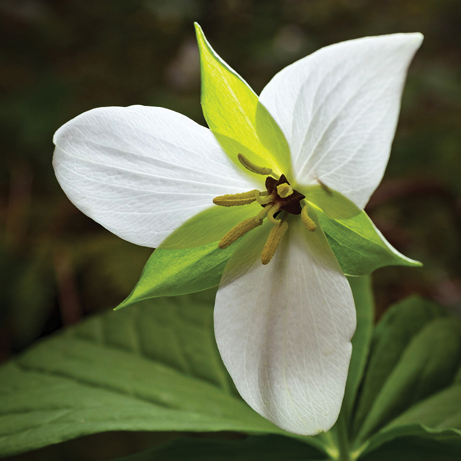 Blooming in April, this flower is a "gem" among Trillium species.
