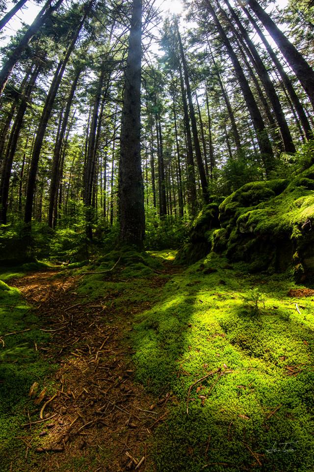 Happy start of Labor Day Weekend, everyone! I know this is the traditional "end" of Summer, but I'll fight that for as long as the weather is good.

Today's photo is another in a long running struggle for me - capturing what the forest "looks like" in West Virginia. The details and play of light and shadow is gorgeous to the eye, but is very challenging to capture in a photograph (especially a single non-HDR frame) - it always seems they end up busy, or badly lit. A worthy challenge!

Today's image from Gaudineer Scenic Area, the conditions were gorgeous this day, and this was my daughters first visit to this place. She spent her time building "fairy houses" out of sticks, and the sun-dappled moss meant I had to try once again to get "the" forest photo.
smile emoticon


Hope everyone has a safe and fun weekend!

Hemlock Forest (Gaudineer) - West Virginia
(C)2015 Samuel Taylor Photography, All Rights Reserved

Like What You See? Please Like and Share our Work!