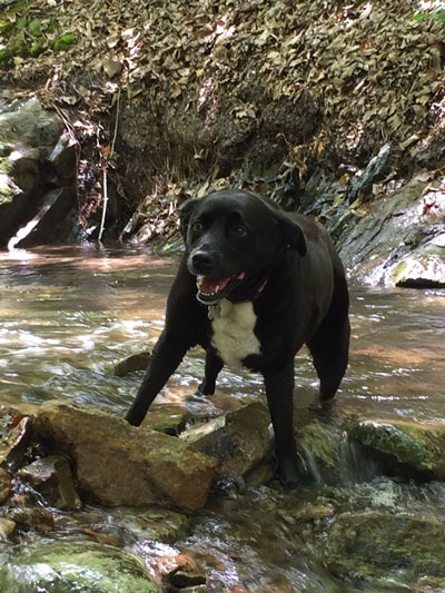 Cookie in Wilson Creek.