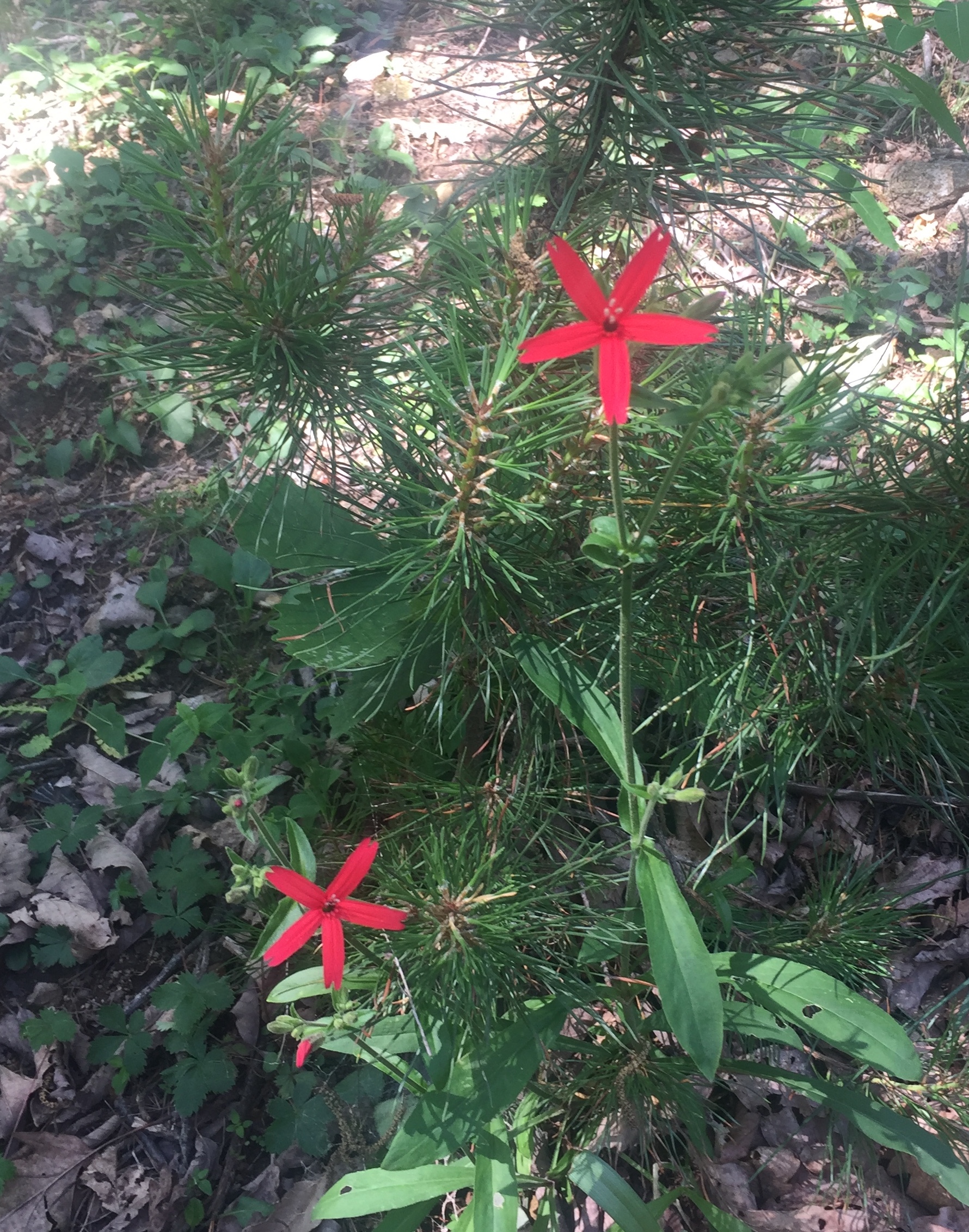 May 27: Fire pink near Wilson Creek.