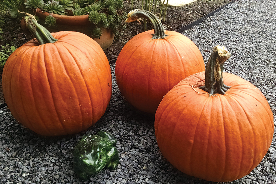 Pumpkins are a major source of fall fun, but be sure to secure your supply of seeds well before the days before Thanksgiving.