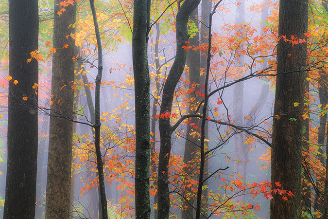 This moody scene is along Newfound Gap Road just above the Chimneys Picnic area on the Tennessee side of Great Smoky Mountains National Park. From the photographer: “Fall colors often look best when viewed on a rainy misty day. Add a little fog and an autumn forest can turn surreal.”