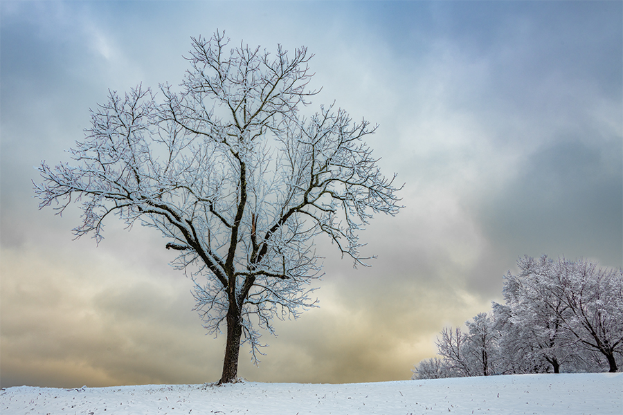 A shapely tree in Townsend, Tennessee, just outside Great Smoky Mountains National Park, stands on a hillside draped in fresh snow as storm clouds retreat in the background.