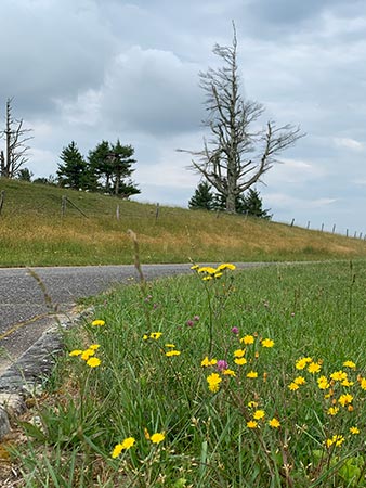 On the Parkway from Boone, North Carolina to Galax, Virginia.