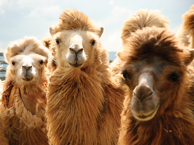Lost World llamas greet visitors with curiosity.