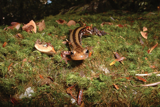 This three-line salamander was in North Carolina’s Linville Gorge.